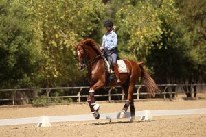 A person wearing a helmet and patterned shirt rides a chestnut horse performing Free Flying Changes in dressage on a sandy arena, surrounded by green trees and a wooden fence.