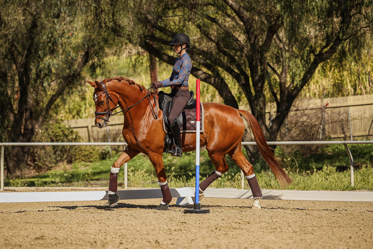 Amelia Newcomb Dressage - New 21