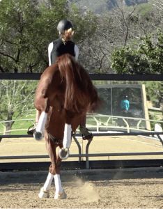 A person wearing a helmet rides a brown horse performing flying changes in an outdoor sandy arena, with trees and a fence in the background.
