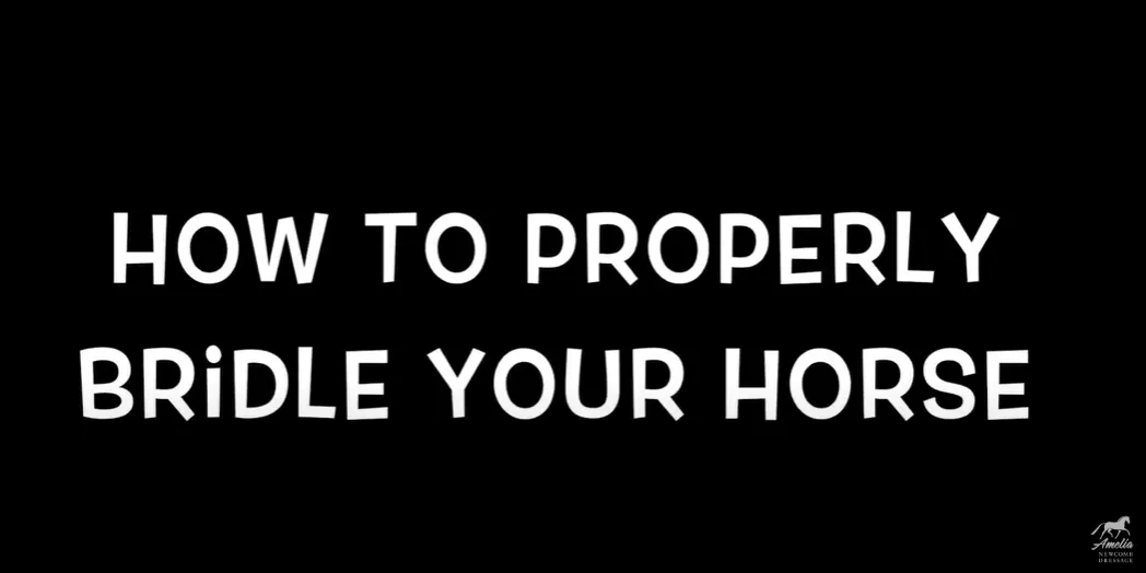 How to Properly Bridle your Horse