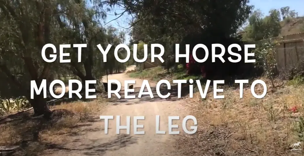 How to get your horse more reactive to the leg
