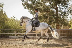 A person wearing a helmet and riding gear is riding a gray horse in an outdoor arena, surrounded by trees and a wooden fence, under bright sunlight—capturing the energy of Strides 2024.