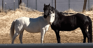 Two horses, one white and one black, stand side by side in a sandy enclosure near a metal fence, appearing to nuzzle each other—an inspiring scene for any equestrian or attendee of the 2025 Online Riding Bootcamp. Dried grass lines the wire fence in back.