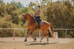 A person wearing a helmet rides a chestnut horse in an outdoor arena during the 2025 Open, surrounded by leafy trees and a fence. The horse sports protective leg wraps and a saddle pad as the rider trains just 30 Days to Round.