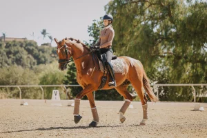 A person wearing equestrian gear rides a brown horse with matching leg wraps and saddle pad in an outdoor arena, surrounded by trees and a white fence on a sunny day—perfect training for the 2025 Open or your next 30 Days to Round challenge.