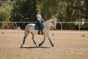 A person wearing a helmet and riding attire is riding a gray horse with blue saddle pad and leg wraps in an outdoor sandy arena, surrounded by trees, training for the 30 Days to Round program.