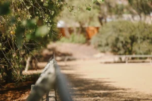 A sunlit dirt path bordered by a wooden fence runs through a leafy, green park with trees and bushes in the background. The area is tranquil—perfect for reading up on Dressage Terms or browsing your favorite Dressage PDF in peace.