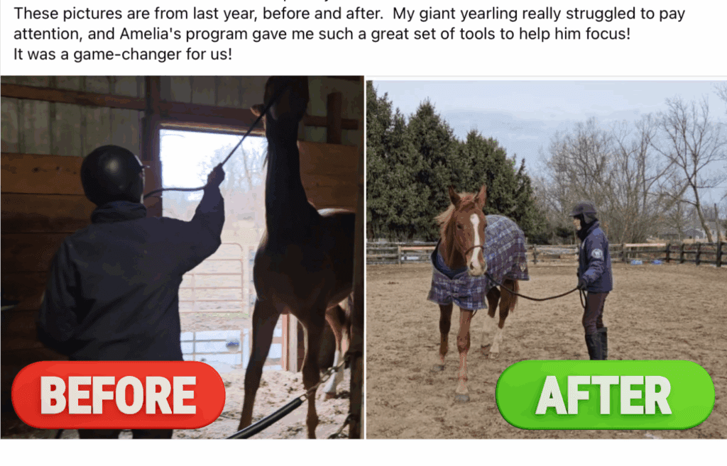 Side-by-side images feature a handler using Groundwork Essentials; the left shows a distracted, hard-to-manage horse (BEFORE), while the right highlights a calm, attentive horse (AFTER) in an outdoor paddock. Perfect for your Live Sale Template!.