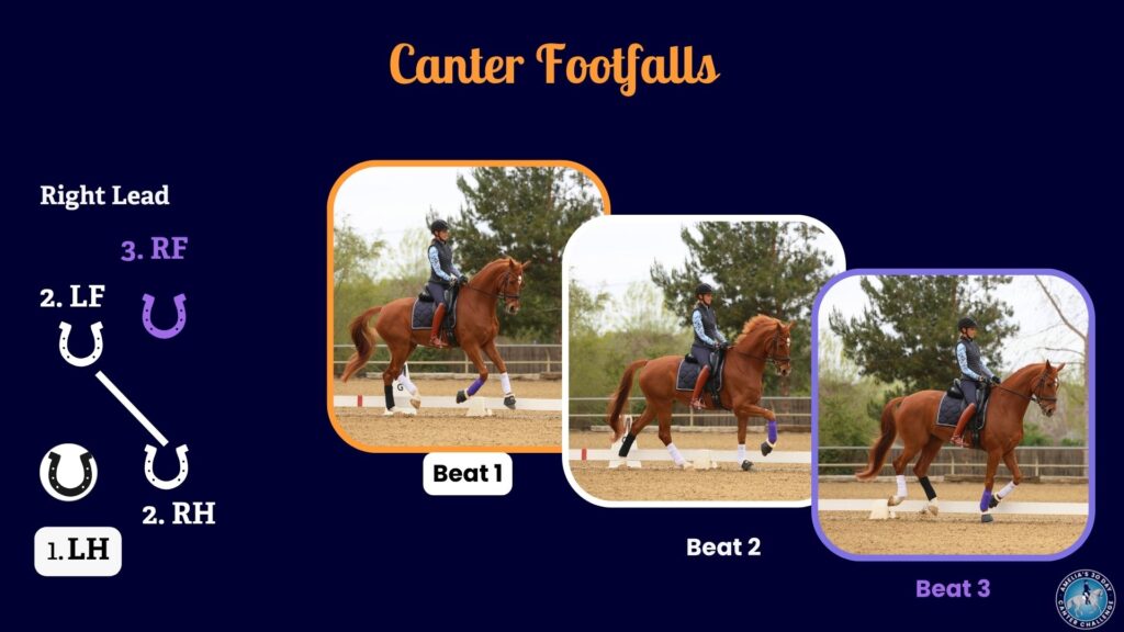 Visual representation of a horse's canter answering "what is the canter?" with woman rider and brown horse practicing canter in 3 different positions