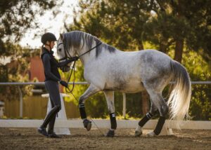 A person in a helmet and riding gear leads a gray horse performing a dressage move in an outdoor arena, surrounded by trees and sunlight—an elegant scene reminiscent of elite dressage masterclasses.