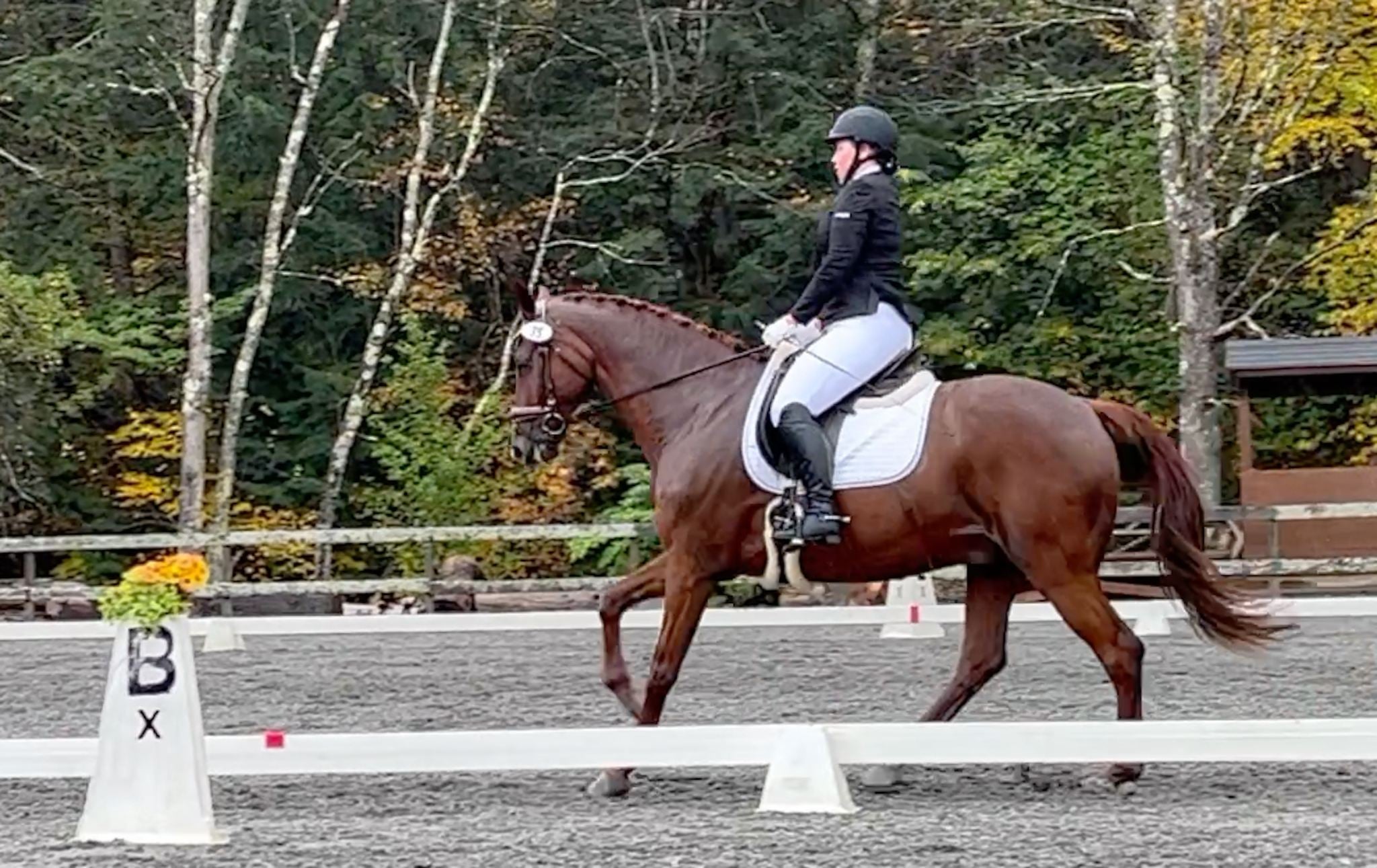 Amelia Newcomb in formal dressage attire rides a bay horse performing collected trot in an arena with white markers, autumn trees behind.