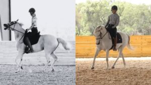 Split image: Left side is black and white, showing a rider on a dark bay horse performing an unscheduled Levade indoors, indicating tension or evasion in the arena. Right side is in color, featuring the same rider now guiding the horse through a relaxed working trot with correct contact and longitudinal suppleness under crisp indoor lighting—demonstrating the significant improvement achievable through groundwork techniques from our 07/2026 webinar. Secure your spot—webinar registration is open.