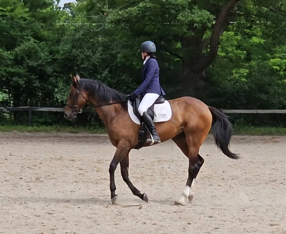 A rider in standard riding gear and a helmet is mounted on a bay horse with a white saddle pad, working at posting trot within an outdoor dressage arena bordered by lush trees and dense greenery—a quintessential setting for illustrating rider progress or showcasing client testimonials.