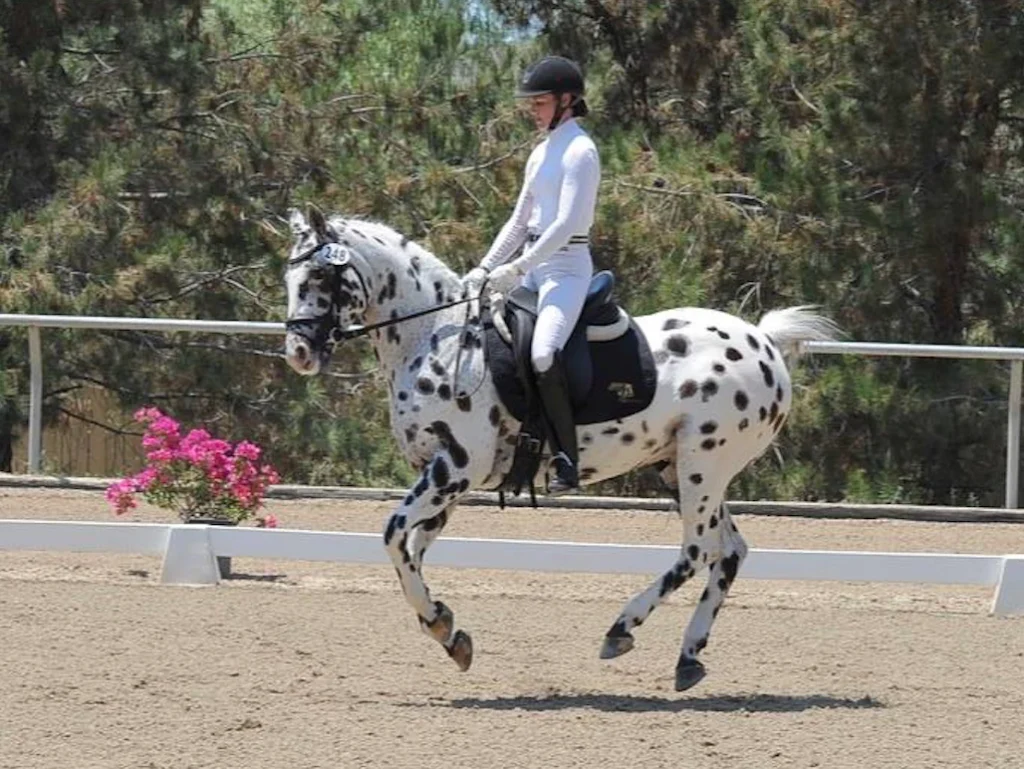 Amelia Newcomb, dressed in professional white dressage attire, is executing sequential tempi changes aboard a piebald horse in an outdoor dressage arena, framed by trees and blooming pink foliage in the background.