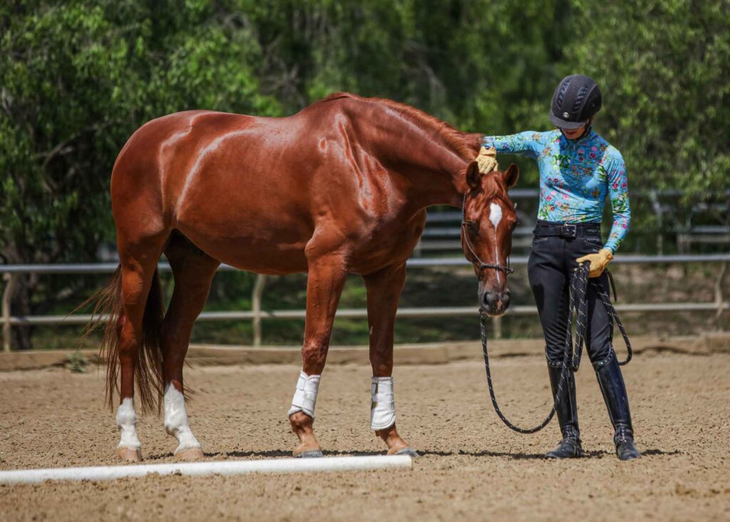 A student in a helmet and colorful shirt softly pats the forehead of a bay horse while maintaining a steady contact on the reins in an outdoor sand arena bordered by trees, making use of complimentary equestrian training materials.