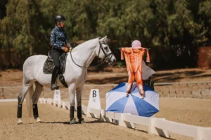 Amelia Newcomb in professional dressage attire rides a grey horse in a dressage arena, performing desensitization work near a scarecrow-like figure to build confidence during spooky horse training exercises.