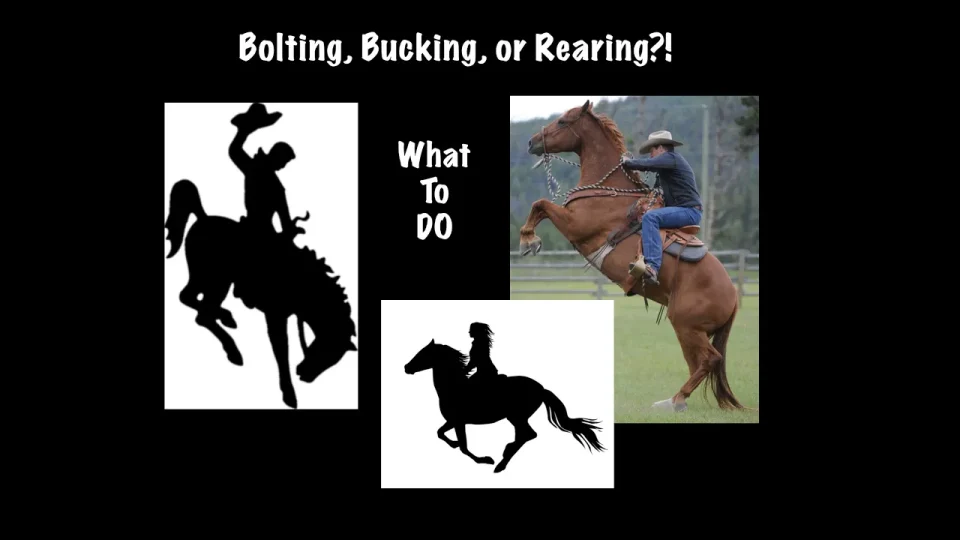 Silhouettes of 3 horses, one of a bucking horse, one of a bolting horse, and one of a rearing horse.