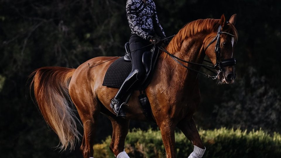 Free Canter Pdf Popup-min