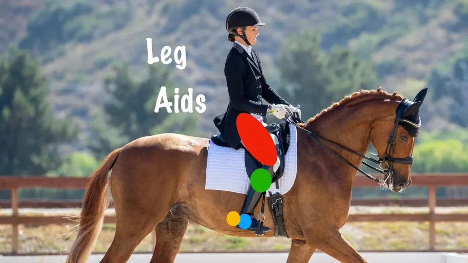 Amelia Newcomb riding a dressage horse, with highlighted areas showing the aid areas of the thigh, calf, heel and spur.