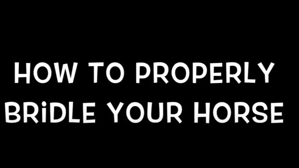 How to Properly Bridle your Horse