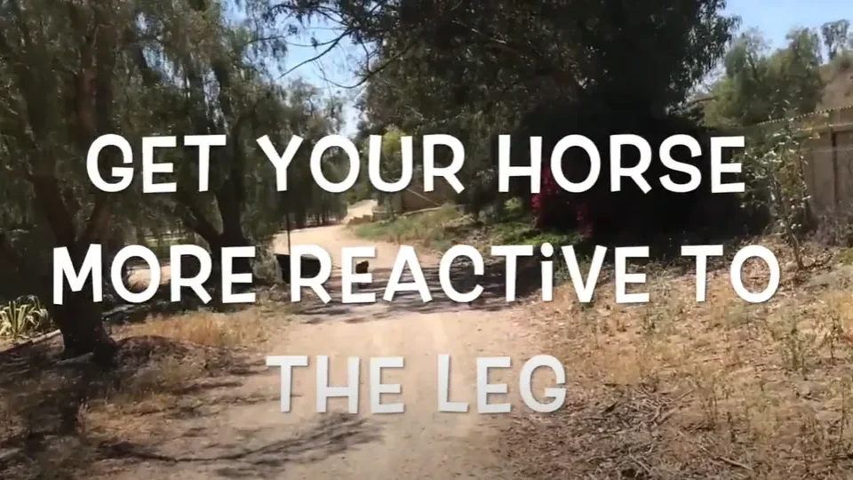 How to get your horse more reactive to the leg