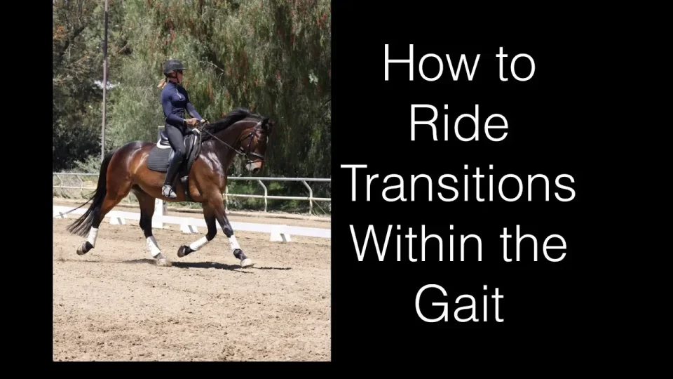 How to ride transitions within the gait