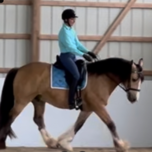 A person in a helmet and turquoise shirt rides a large bay horse with white markings indoors. The horse strides out gracefully in the arena during a 2024 Riding Bootcamp session.