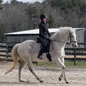 A person in riding gear is riding a white horse in a sandy outdoor arena, with wooden fences and a barn in the background. Trees without leaves are visible further behind the barn.