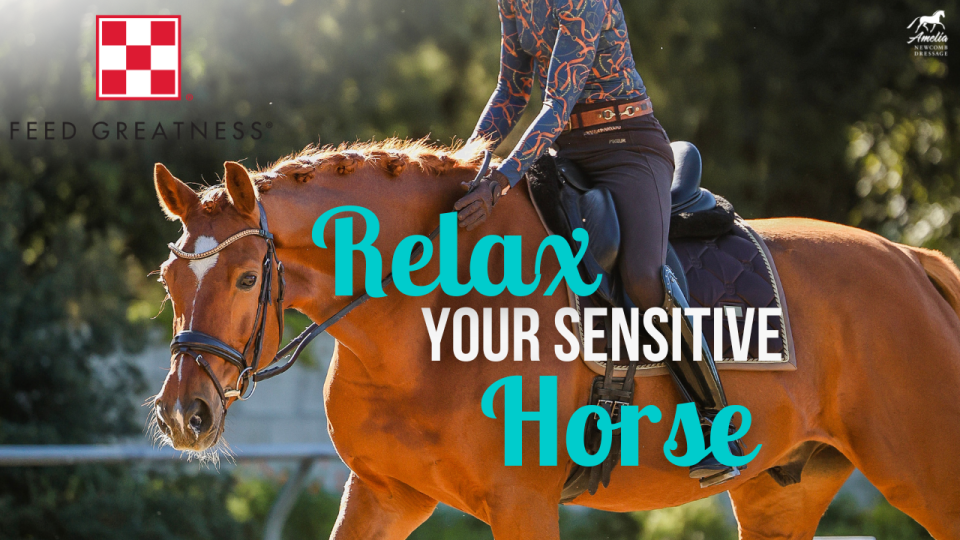 Sensitive Horse A
