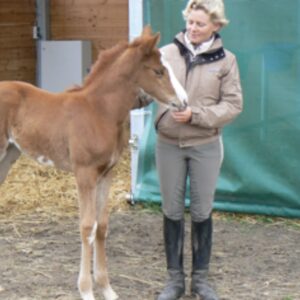 A person in a tan jacket and riding boots stands next to a young brown foal with a white face, gently holding its head in a stable strewn with straw—perfect for Training Scale Masterclass sessions in 2024.