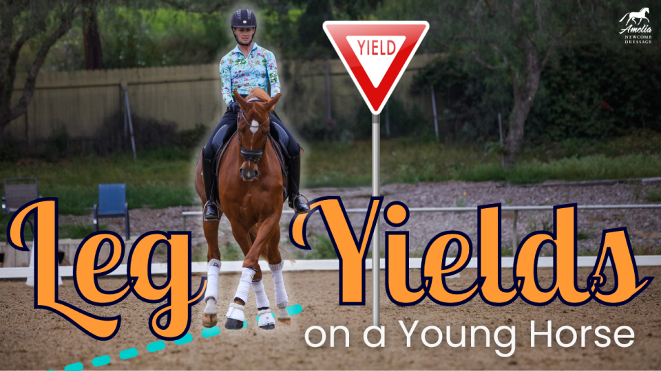 YH Leg yield A
