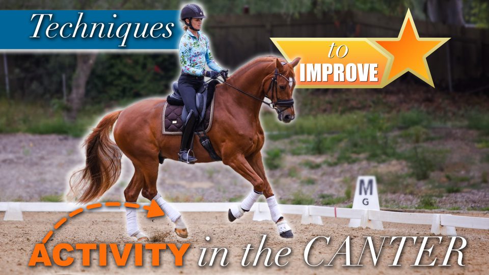 Amelia Newcomb riding a dressage horse in an active canter. Techniques to improve the activity in the canter.