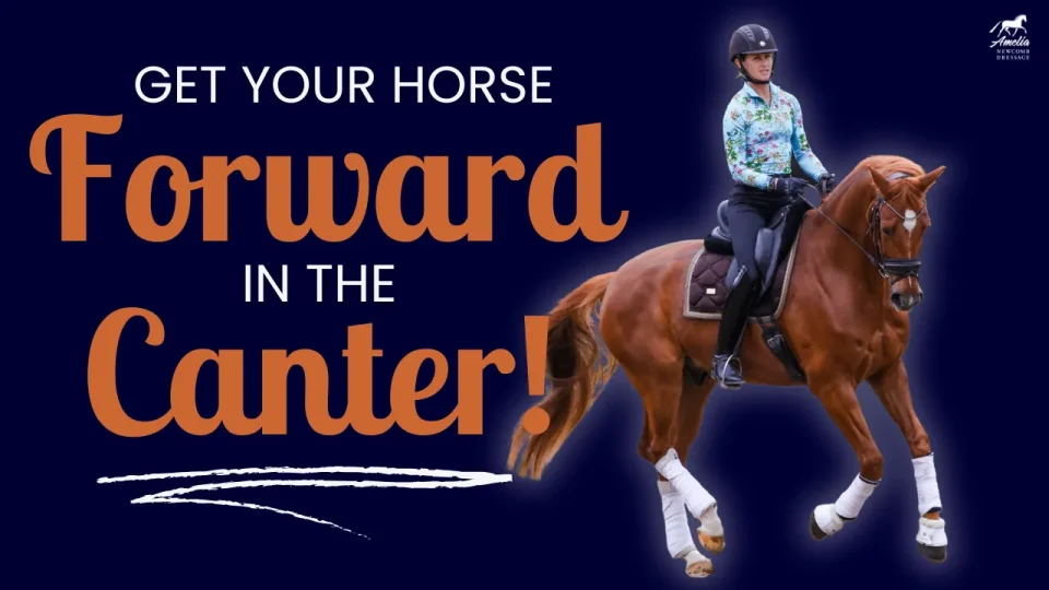 break in canter A (1)