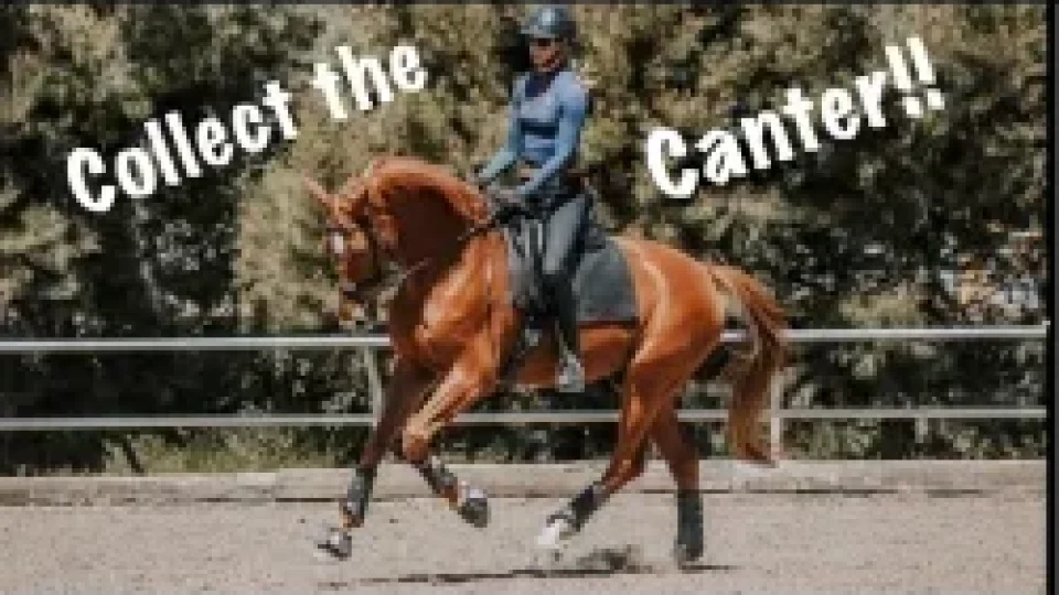 Amelia Newcomb executing a collected canter.