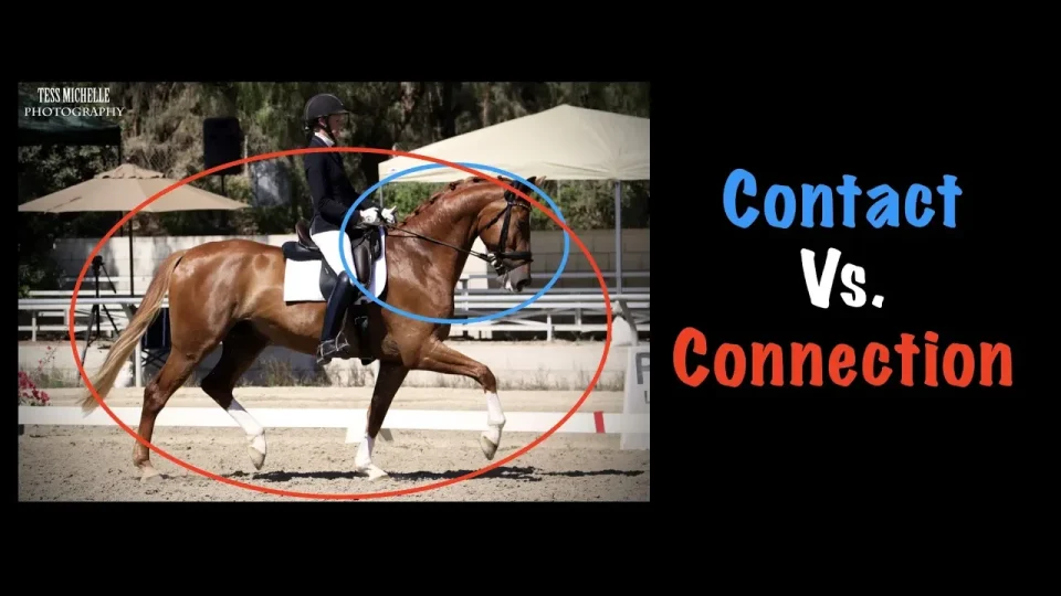 contact vs connection