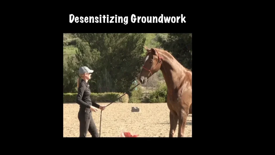 desensitizing groundwork