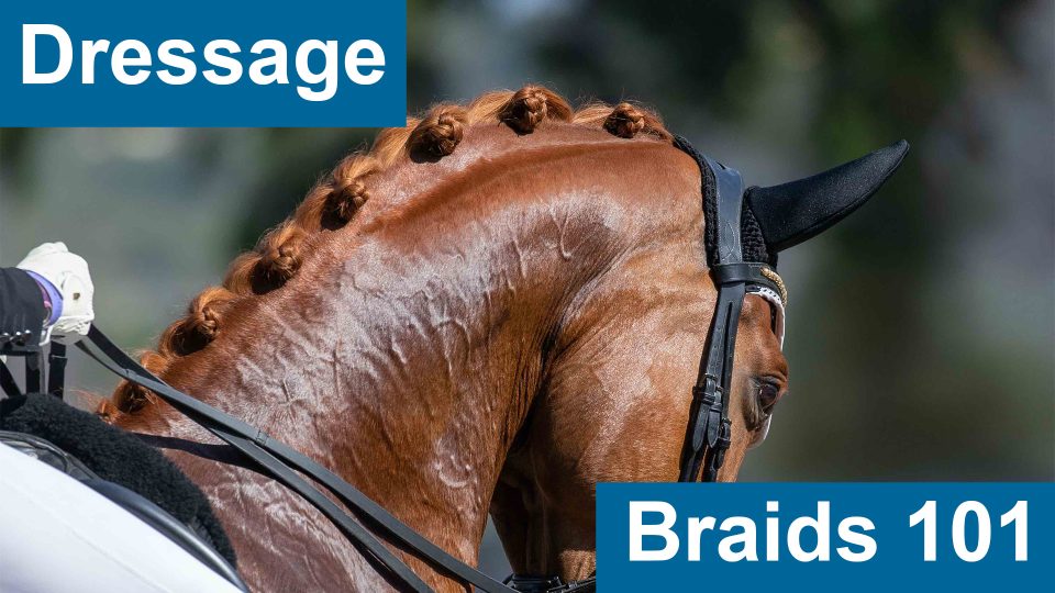 dressage braids