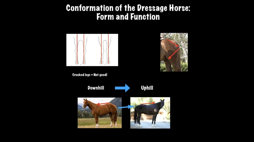 dressage horse conformation