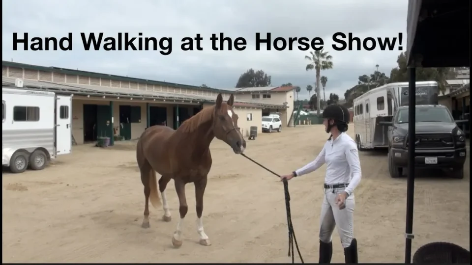 hand walking at the horse show