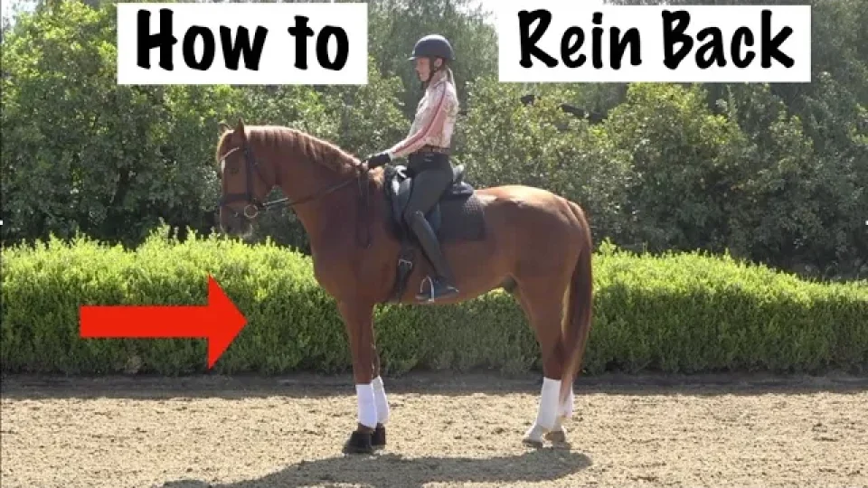 Amelia Newcomb preparing to execute a rein back.
