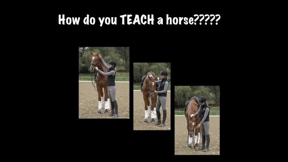 how to teach a horse