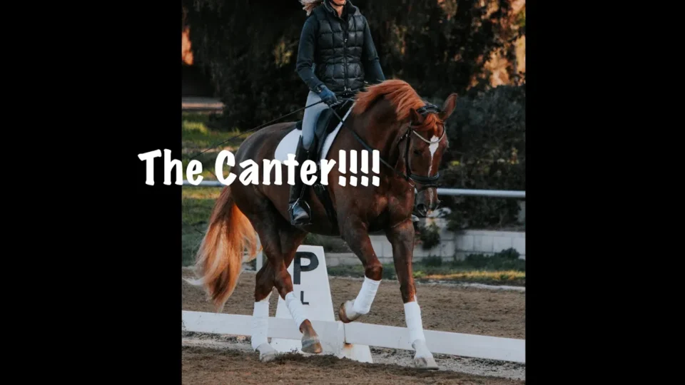 A person in riding gear is cantering on a chestnut horse with white leg wraps in an outdoor arena. The text The Canter!!!! appears in bold white letters across the image.