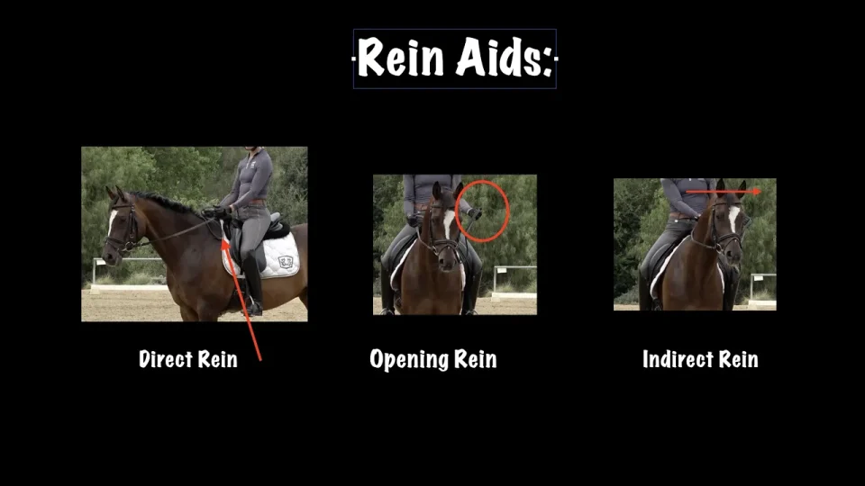 Rein Aids: Direct, opening and Indirect