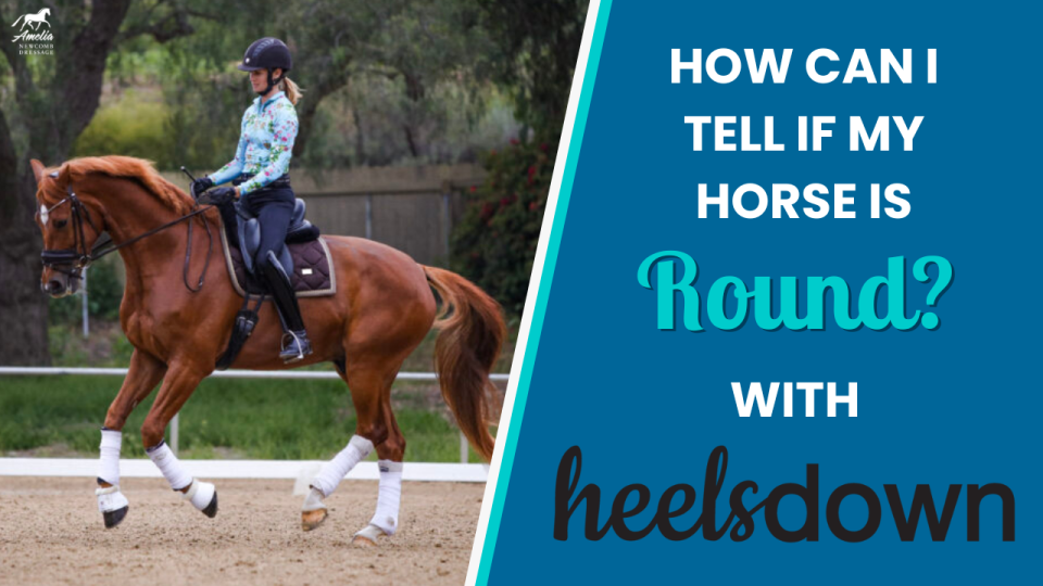 How can I tell if my horse is round?
