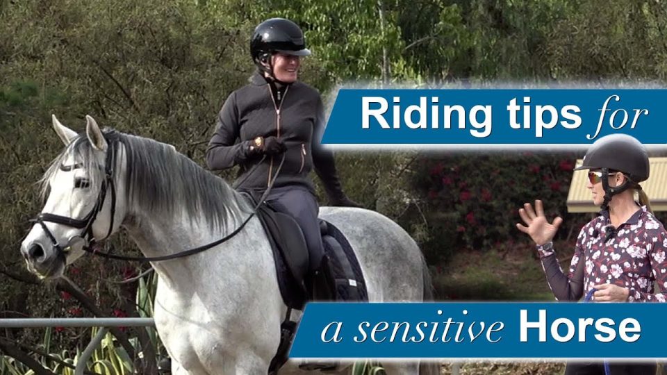 sensitive horse