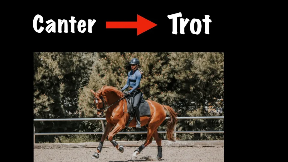 the canter trot transition