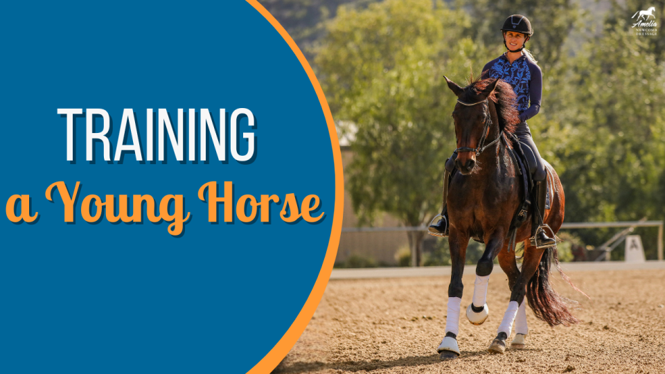 young horse update A